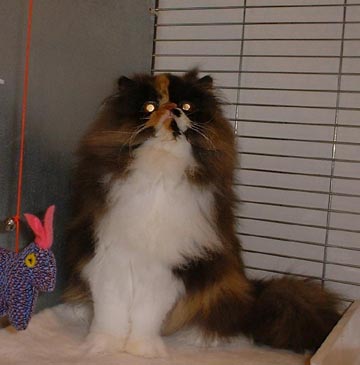 calico persian cat. This super Calico Persian