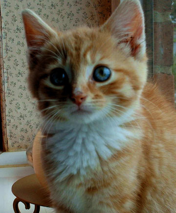 Jaffa, the Orange & White boy is a very cute 12 week old kitten.
