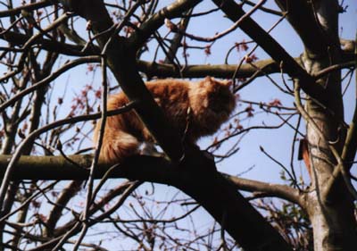 Dylan in his Tree